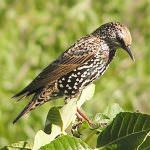 Caccia in deroga a storno e tortora dal collare