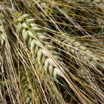 Agricoltura: Presentato Ddl contro la crisi