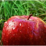 Australia. Ecco RS 103-30, la super mela che rimane croccante per mesi