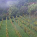 170 aziende, 2.000 etichette: la Sicilia a Vinitaly