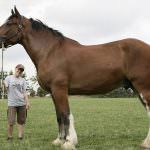 Canada: ecco Poe, il cavallo gigante