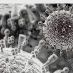 Influenza A: la timosina, un'arma contro il virus