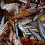 Federpesca a Lussemburgo per un confronto sul nuovo testo del Regolamento