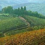 Approvate le piattaforme di rinnovo dei Ccnl cooperative agricole e forestali