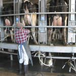 Coldiretti Cremona: "Agli allevatori italiani il latte in stalla viene pagato ben al di sotto dei costi alla produzione"