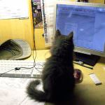 Nasce la prima Community a 4 zampe!