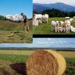 Ue: L'Osservatorio europeo sui prezzi apre alla Borsa Merci telematica italiana