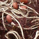 Pesca: 5 mosse contro la crisi dell'alto Adriatico