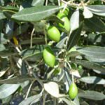 Firenze: La Camera di Commercio presenta FlorenceOilveOil, portale dedicato all'olio d'oliva