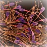 Nello sperma umano il segreto di lunga vita