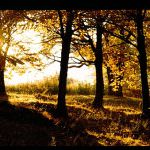 Castanea, la rete europea della castanocoltura