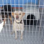 All'Internazionale di Romagna meeting di Federfauna