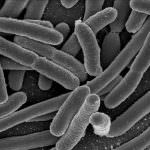 Usa: Nasce il Biocircuito, il primo circuito vivente