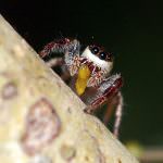 Ecco il "Bagheera Kiplingi" l'unico ragno vegetariano del mondo