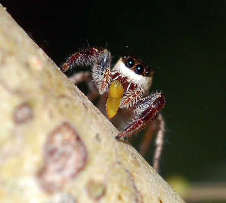 Ecco il “Bagheera Kiplingi” l’unico ragno vegetariano del mondo