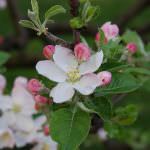 Agricoltura: Le ricerche riguardanti gli scopazzi del melo stanno trovando consenso anche all'estero