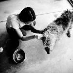 Sondaggio FederFauna "Giusto mantenere i randagi ad oltranza con soldi pubblici?" 64,62% No!