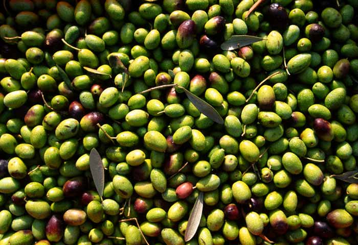 Contro lo scarico abusivo dei residui della molitura delle olive, scendono in campo Corpo Forestale e Acquedotto di Puglia