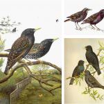 Caccia: TAR da ragione a Coldiretti per i danni degli Storni