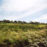 Maltempo: Confagricoltura, danni in agricoltura per il vento forte