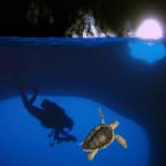 Due tartarughe Caretta-caretta saranno liberate nella Grotta Azzurra di Capri