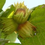 Futuragra: Innalzare il livello consentito di aflatossine nelle nocciole, è un rischio per l'ambiente e i cittadini