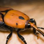 Ragusa: Punteruolo rosso. Cavallo a Iacono: "La Provincia ha solo un ruolo di coordinamento"