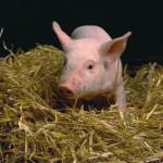 25 ottobre 2011: Alla Fiera di Reggio Emilia la Giornata autunnale di approfondimento suinicolo