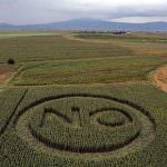 Zaia: Tre italiani su 4 non vogliono l'Ogm