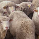 Protesta dei Pastori: Ora coinvolte tutte le Regioni