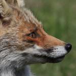 Opuscolo informativo "La Volpe. Aspetti ecologici, biologici e gestionali in Friuli Venezia Giulia"