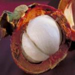 Il mangostano: aiuta il cuore, combatte il diabete