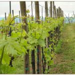 Angelini acquisisce Puiatti e si prepara ad un nuovo business