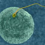 Con la fecondazione assistita, più rischio malformazioni per i bambini