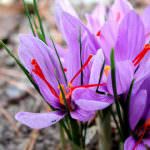 Umbria: Cominciano le "Giornate dello Zafferano"