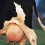 Bruxelles: Riunione di alto livello per il rilancio del settore lattiero-caseario