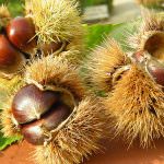 Avigliano Umbro (TR): "Fiera della castagna e dei prodotti tipici"