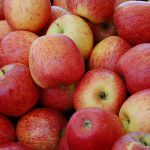 Mele, i cambiamenti del clima le rendono meno croccanti e più dolci