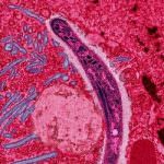 Usa. Chewing gum e cioccolato per combattere la malaria