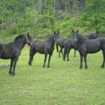 Confagricoltura: il cavallo imbrigliato nell'aliquota IVA ordinaria
