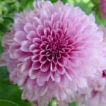 Fiori: per Ognissanti Crisantemi Made in Versilia per "aiutare" florovivaismo locale