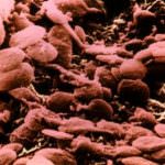 Pesce: dai suoi omega 3 un'antinfiammatorio naturale