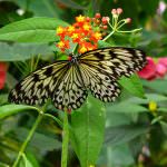 Meno specie animali, più malattie