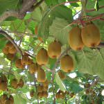 Ortofrutta: Compromessa la stagione dei kiwi