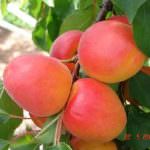 Coldiretti: prorogato il termine per le domande di contributo per l'accesso al credito dei frutticoltori