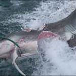 Australia, l'incubo dello squalo gigante