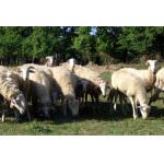 Le signore della pecora zerasca su "Mela Verde"