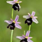 Milano: Grani&Braci presenta "Serata con i giornalisti e i fotografi della Rivista della Natura"