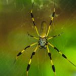 La tela dei ragni come adesivo per le ferite degli uomini