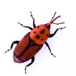 L'emergenza punteruolo rosso delle palme rischia di colpire anche il territorio di Caltagirone (CT)